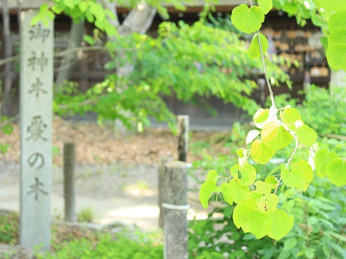愛を象徴するハート型の桂の葉の神社