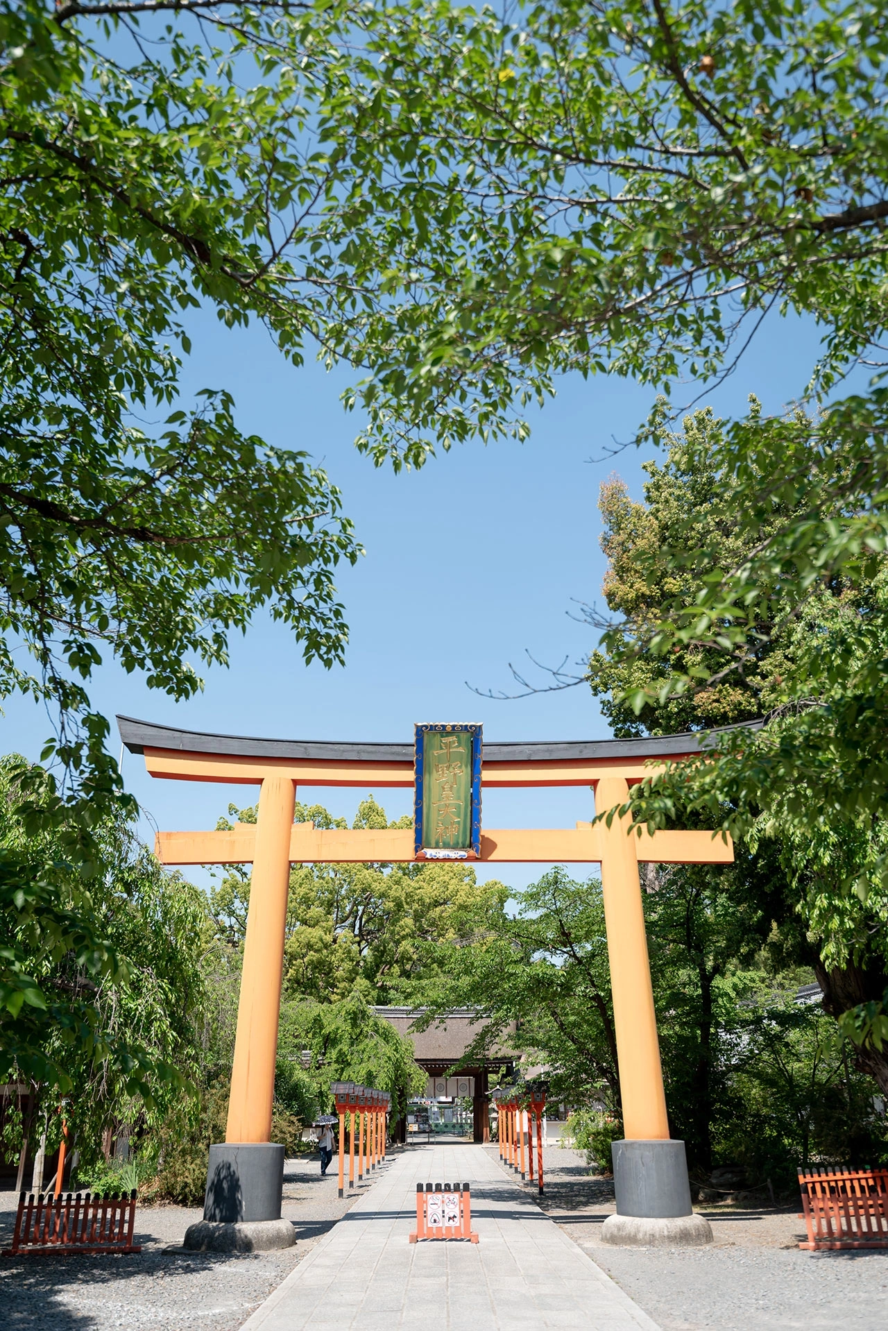 珍しい桜が彩る格式ある神前挙式の場