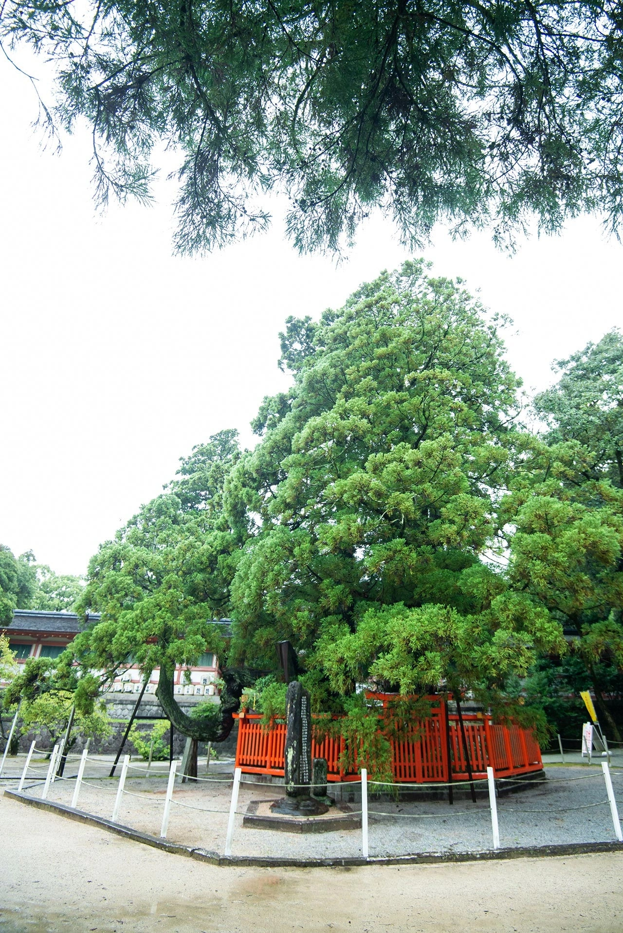 御神木と共に過ごす歴史ある神前式