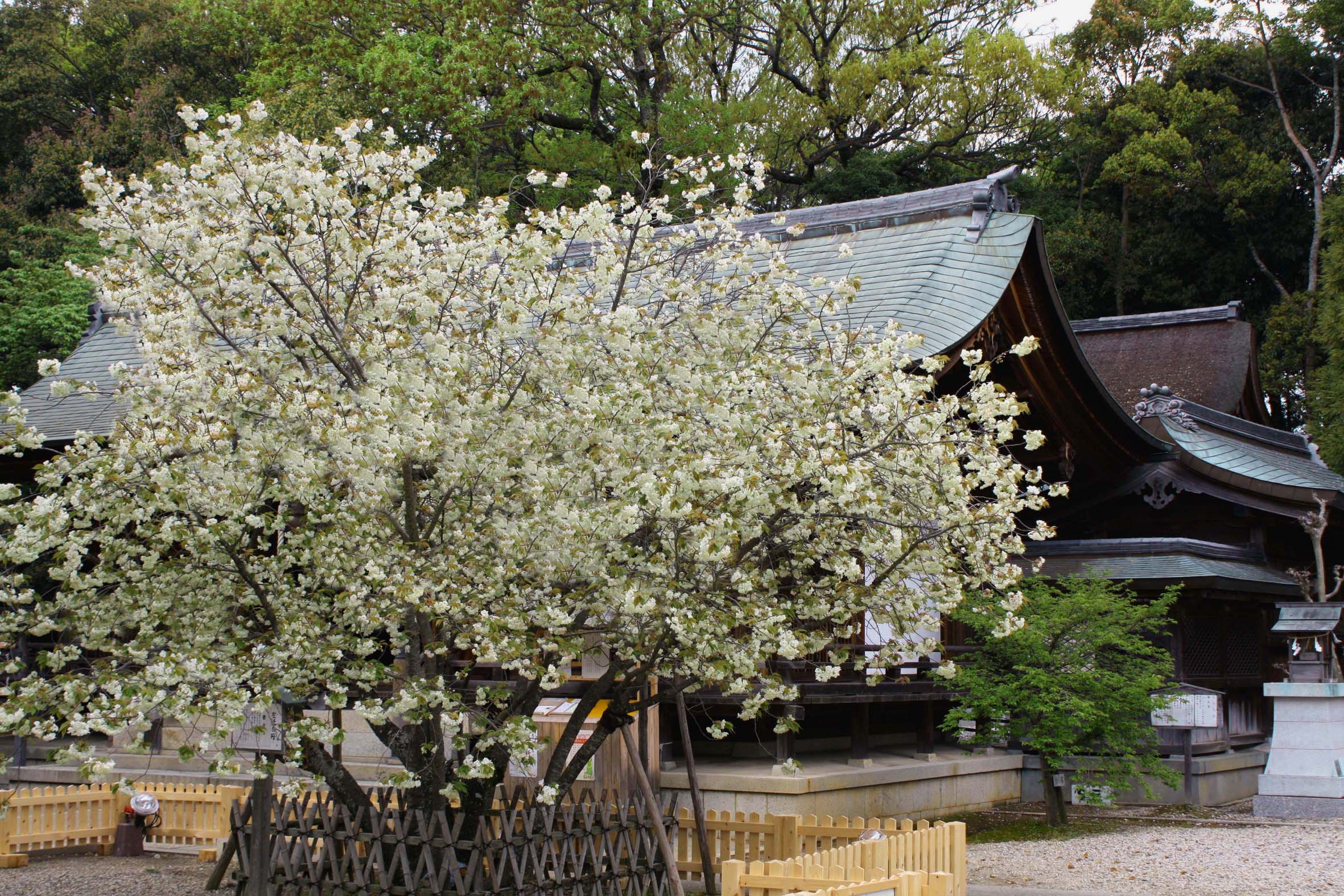 上地八幡宮 サムネイル4