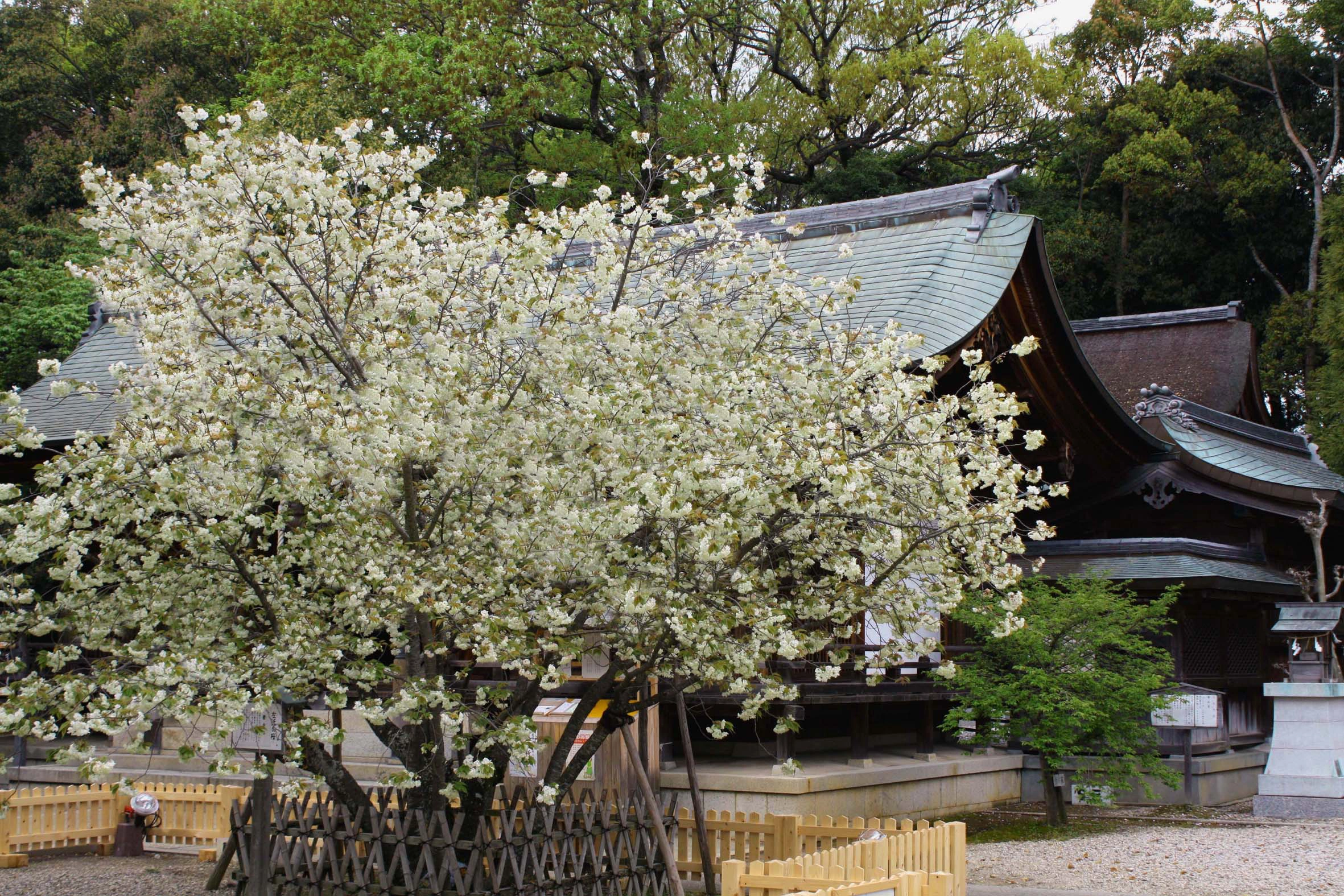 上地八幡宮のサブ画像4