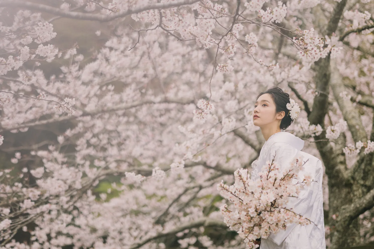 背景写真（桜と白無垢）