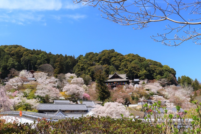 長谷寺の撮影スポット3