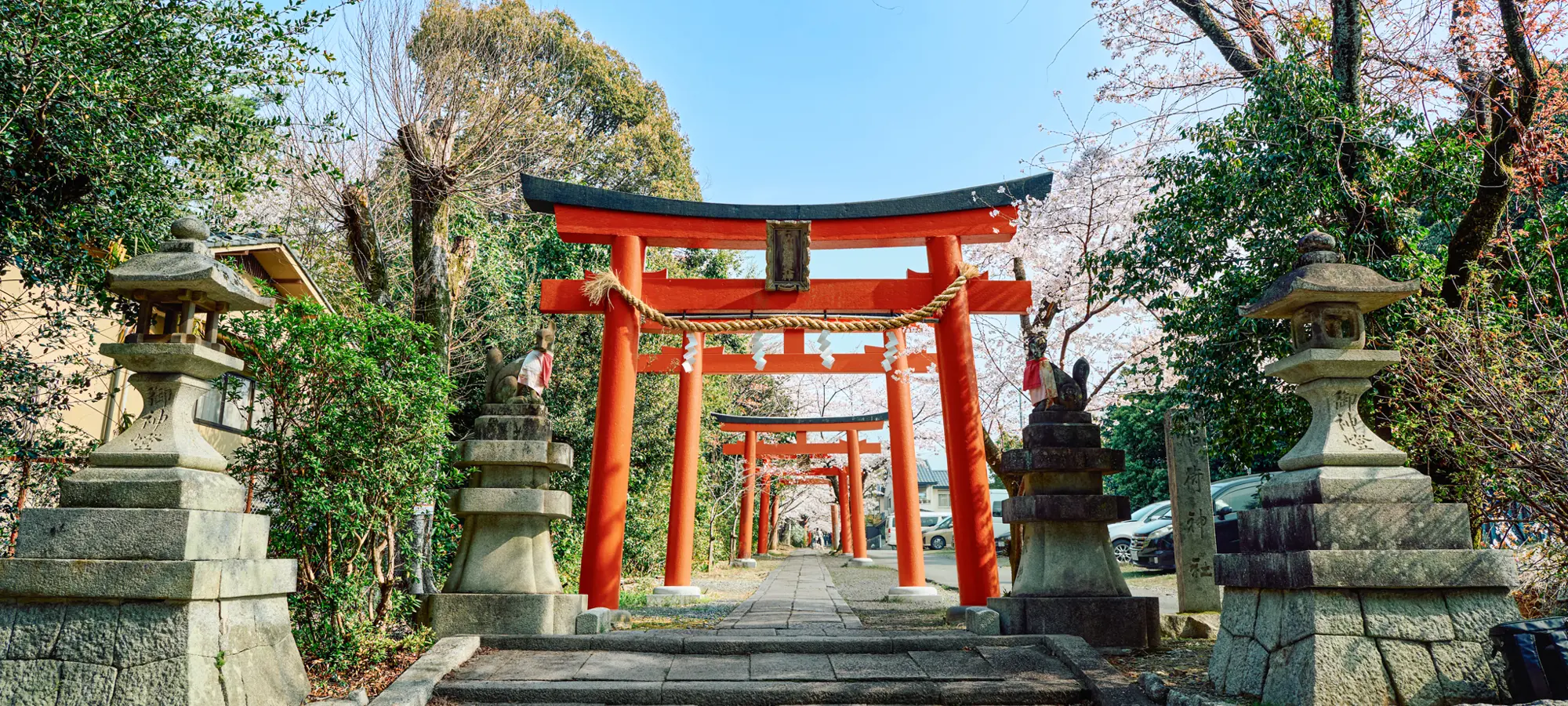 桜の咲く神社の参道と連なる鳥居